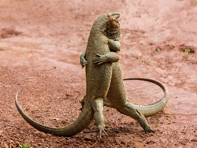 Illustration for article titled Alégrate el día con las fotos finalistas de los Comedy Wildlife Photography Awards